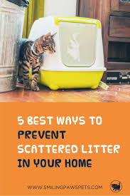 5 Simple Solutions To Prevent Scattered Litter In Your Home Cat Care Kitten Care Cat Care Tips