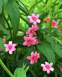 Image result for Jasminum beesianum