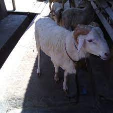 Utama malaysia dunia politik video hiburan sukan gaya hidup bisnes english podcast foto rancangan teknologi sembunyi ketum dalam kandang kambing gagal, sindiket cuba guna pondok tengah hutan itu taktik terbaharu dikesan ibu pejabat polis daerah (ipd) kubang pasu selepas menyerbu tiga buah pondok dibuat daripada plastik di kawasan tengah hutan simpan sungai badak dekat bukit kayu hitam. Photos At Kandang Kambing Haji Rosyid Butcher In Jakarta