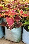 Image result for Coleus kapatensis