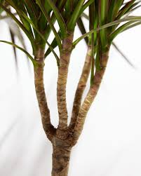Image result for Dracaena camerooniana