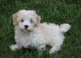 Havanese Its The Breed We Are Currently Obsessed With So Adorable Havanese Dogs Havanese Puppies Havanese