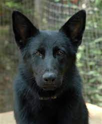 The club develops the breed standard (i.e. Juveniles For Sale Black German Shepherd Breeders Black Sable Gsd Puppies For Sale German Shepherd Dogs German Shepherd Puppies Black German Shepherd Dog