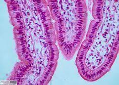 Simple Columnar Epithelium Description Single Layer Of Elongated Cells Function Protection Secretion And Absor Tissue Types Human Tissue Cells And Tissues