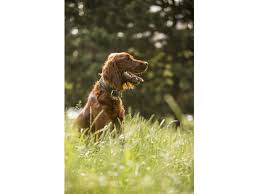 Image result for irský setr