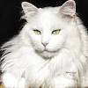 Maine coon cat with solid black fur coat, from every inch of the head to paw, is indicated as black maine coon. 1