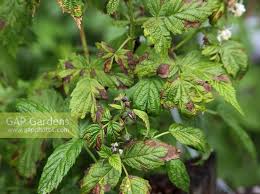 Image result for Raspberry spur blight