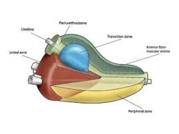 Image result for Prostate Anatomy