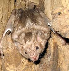 온두라스흰박쥐속 ( ectophylla )의 유일종이다. í°ë‚ ê°œí¡í˜ˆë°•ì¥ Wikiwand
