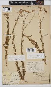 Image result for Nicolasia stenoptera