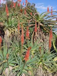 Image result for Aloe arborescens × musapana