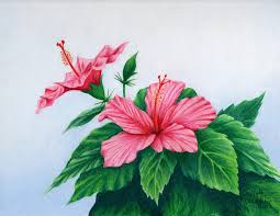 Starting with a pencil draw 3 rough circles within each other. Flower Hibiscus Flower Pencil Colour Drawing Novocom Top