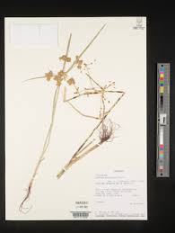 Image result for Courtoisina assimilis