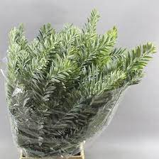 Acacia Luna Argento Wholesale Flowers May Flowers April Flowers
