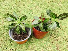 Image result for Gynura pseudochina