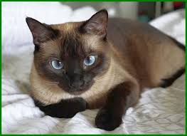 Jenis Kucing Yang Badannya Kecil Terus Seperti Kitten Daftarhewan Com Di 2020 Anak Kucing Cornish Rex Kucing