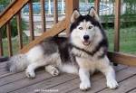 Siberian Husky Puppies for Sale - PuppyFind