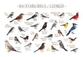 Georgia Backyard Birds Field Guide Art Print Watercolor Painting Print Birdwatching Wall Art Nature Print Bird Poster Birds Of Georgia Backyard Birds Guided Art