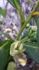 Image result for Brexia