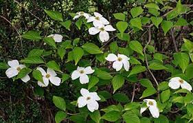 The state tree of virginia, the flowering dogwood has conspicuous white to light yellow flowers that offer magnificent blooms in spring. This Week S Endangered Species In Focus Eastern Flowering Dogwood Cornus Florida Ingersoll District Nature Club