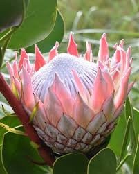 Image result for Protea