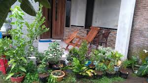 Nama latin dari bunga cantik berwarna biru ini tak lain adalah evolvulus glemorouts. Berikut Beberapa Tanaman Hias Indoor Yang Bermanfaat Bersihkan Udara Di Rumah Teras Jabar