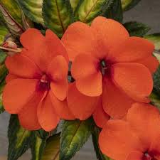 Image result for Impatiens oreocallis