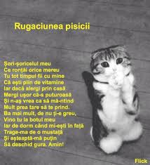 Pisicile au fost astăzi sărbătoritele întregului mapamond. 8 August Ziua Internationala A Pisicii Flick Domnul RimÄ Facebook