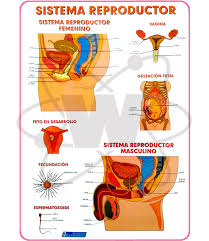 Check spelling or type a new query. Lamina Aparato Reproductor Masculino Y Femenino Se Francisco H Walz S C A