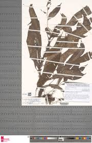 Image result for Lomariopsis guineensis