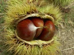 Chataigne Pour Chien Fruits Comestibles