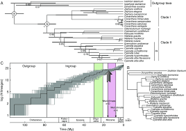Image result for Walleria mackenziei