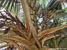 Image result for Latania loddigesii