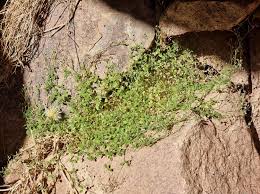 Image result for Dicoma arenaria