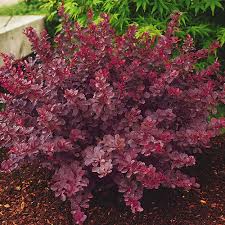 Image result for Berula thunbergii