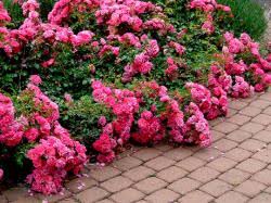 Not the flower carpet varieties. A Magic Carpet Made Of Roses Perishable News