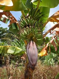Image result for Musa paradisiaca