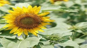 Tentunya warna yang dimiliki ungu seperti namanya. Bahasa Latin Bunga Matahari