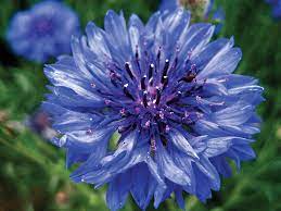 Cornflowers Star Thistle And Related Bee Plants Bee Culture