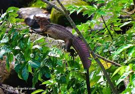 Weber's sailfin lizard has the longest tail of the three hydrosaurus species. Sailfin Dragon Lizards From The Philippines Exploretraveler