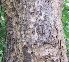 Image result for Terminalia bellirica