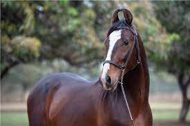 Maybe you would like to learn more about one of these? Marwari Pferd Rassenprofil Wie Man Ein Gluckliches Zuhause Fur Sein Haustier Schafft
