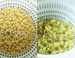 不管多忙都可種豆芽菜3 種方法簡單孵黃豆芽原來新鮮最重要how to sprout soybean 肥丁手工坊 food sprouts soybean