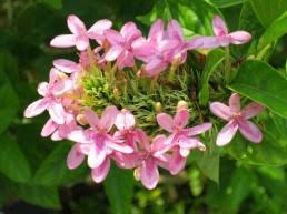 Image result for Ruspolia seticalyx