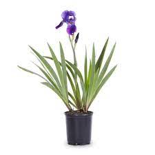 Check spelling or type a new query. 2 5 Quart In Pot Bearded Iris L15935 In The Perennials Department At Lowes Com
