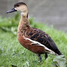 They inhabit tropical and subtropical australia, the philippines, borneo, indonesia, papua new guinea and the pacific islands. Wandering Whistling Duck