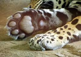 Report Project Juliette Cooley Jaguar Jaguar Paw Projects
