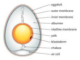 We hope this picture labelled diagram of the muscles in the human body can help you study and research. Chicken Egg Labeled Diagram Anatomy And Structure