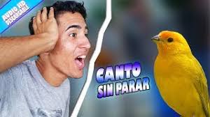Tienda con gran variedad de nidos para canarios criollos de calidad al mejor precio de todo internet. Descargar Mp3 Canto De Canario Criollo Sicalis Flaveola Para Descargar Gratis Grantono Net