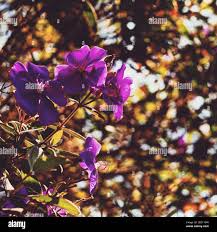 Image result for Dissotis longisepala